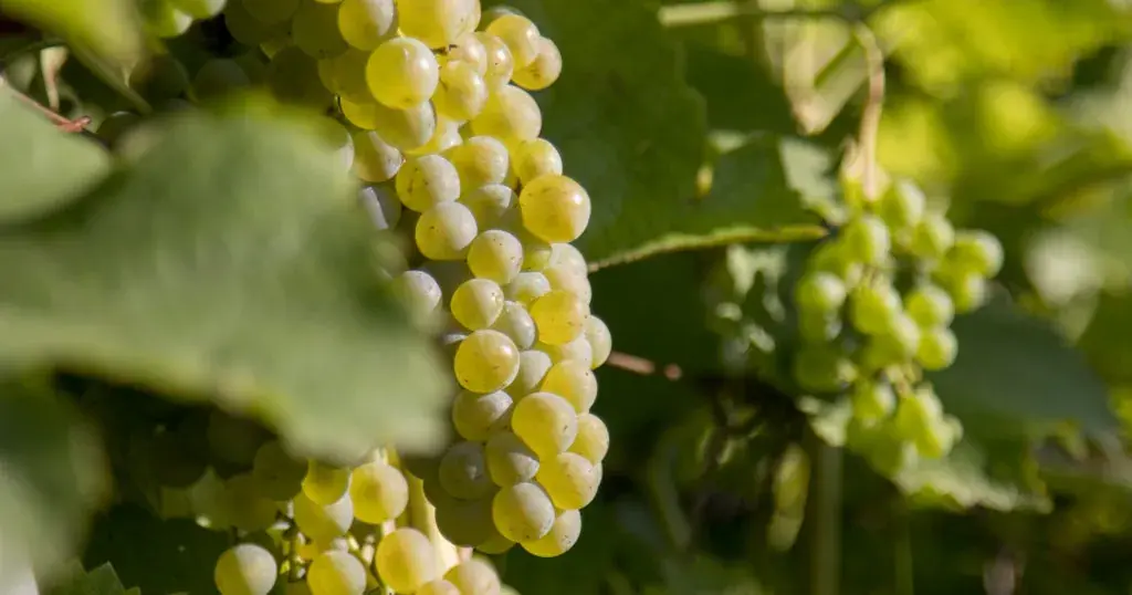 Vína s duší Kutné Hory