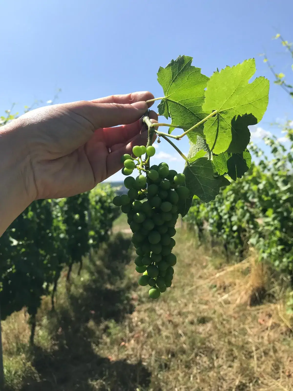 Vinice <br>*Nad Kapličkou*