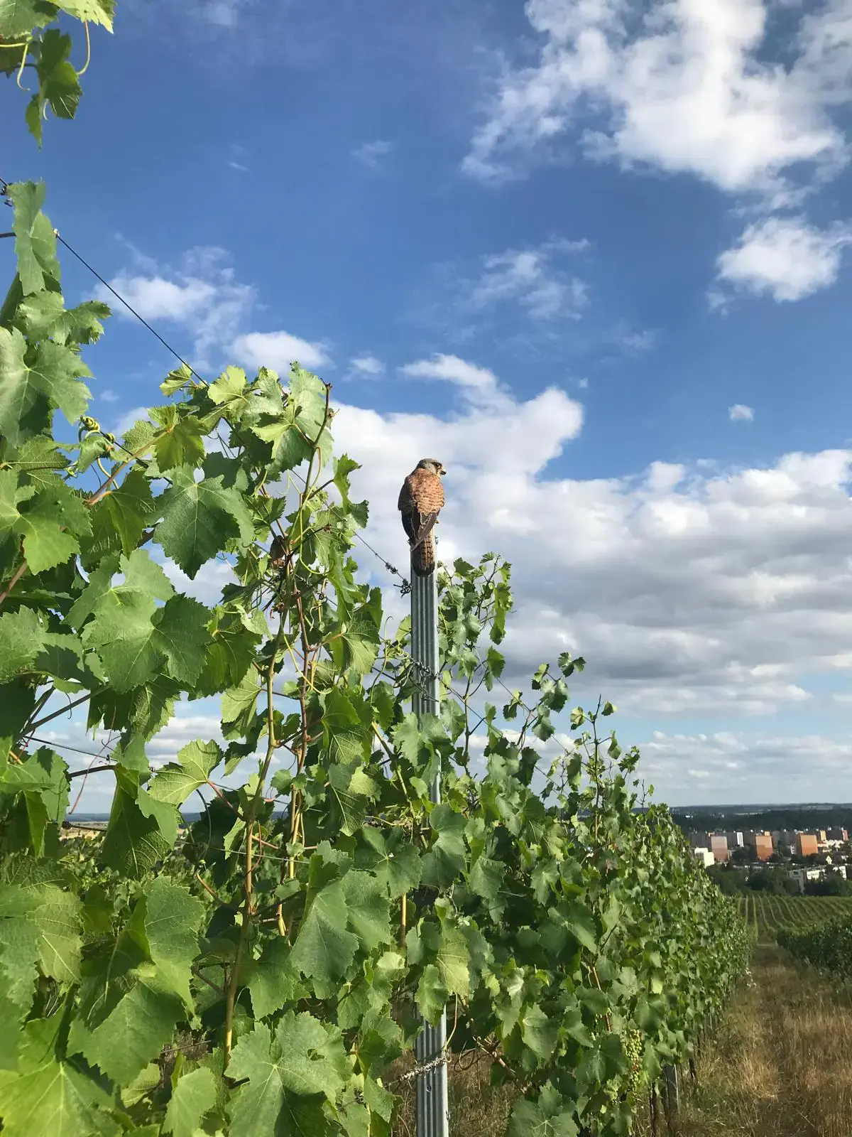 Naše vinice nejsou monokultury, *ale kousky krajiny, ve kterých to žije!*