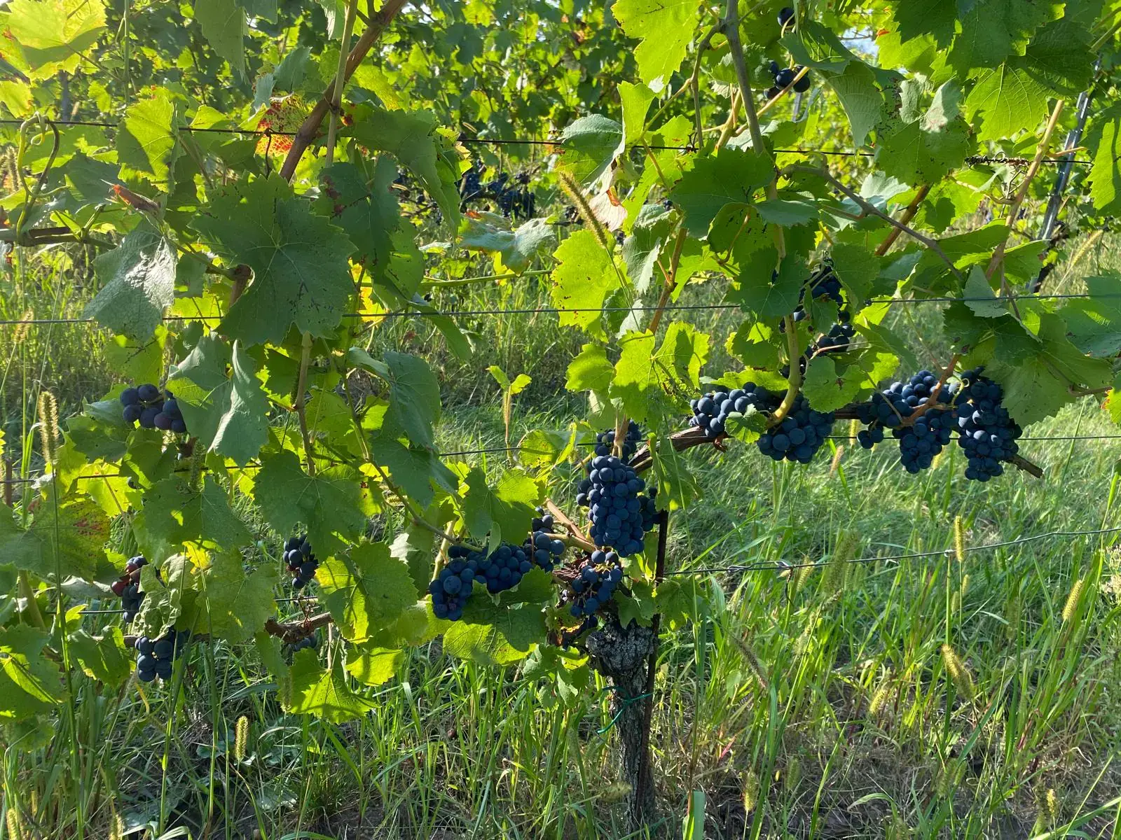 Vinice <br>*U Všech svatých*